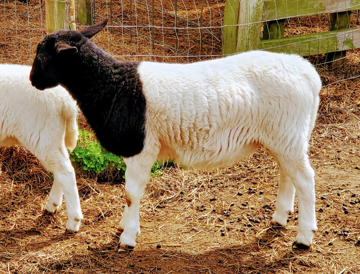 Blackhead Dorper Lambs and Sheep for Sale – Sandlin Farms
