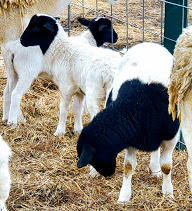 Blackhead Dorper Lambs and Sheep for Sale – Sandlin Farms