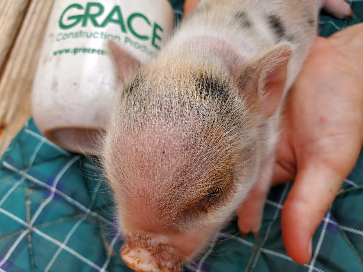 Miniature Juliana Pigs For Sale Sandlin Farms