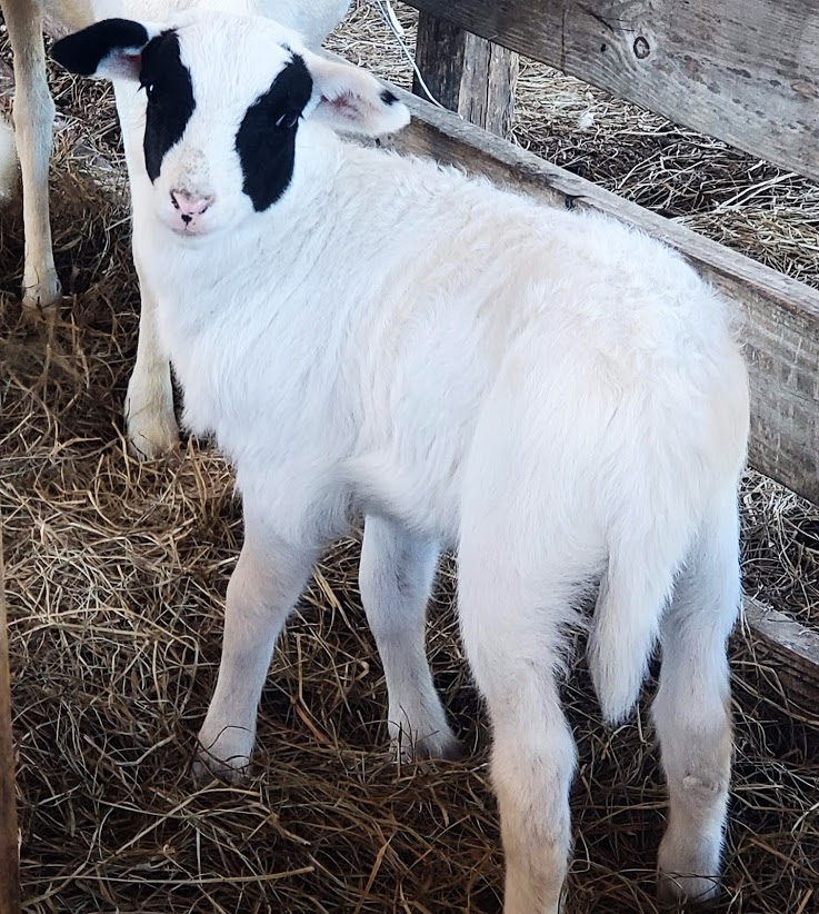 Blackhead Dorper Lambs and Sheep for Sale Sandlin Farms