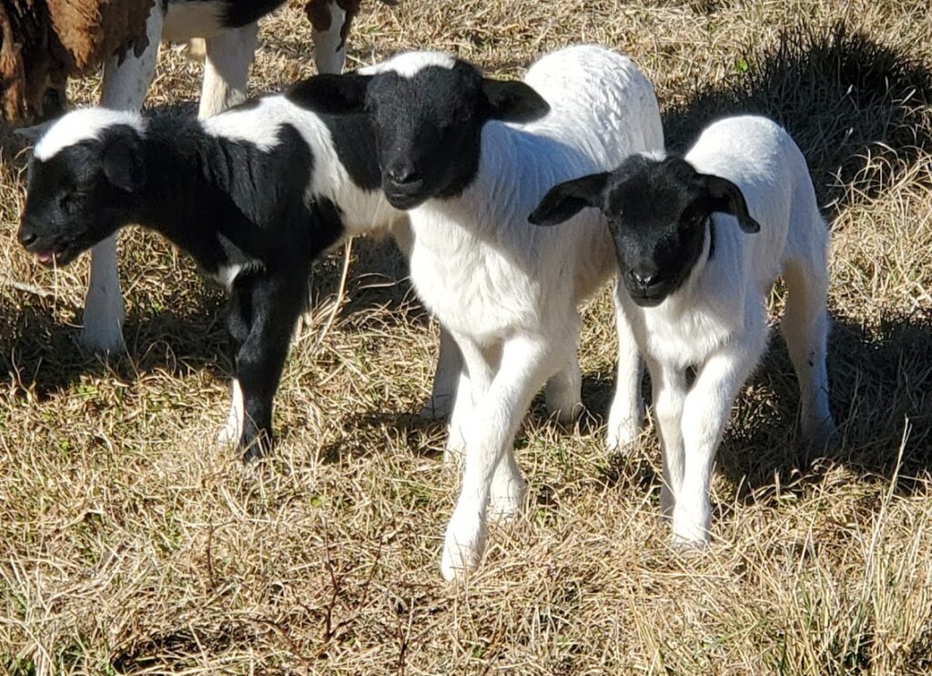 Blackhead Dorper Lambs and Sheep for Sale Sandlin Farms