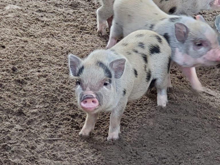 Miniature Juliana Pigs Sandlin Farms