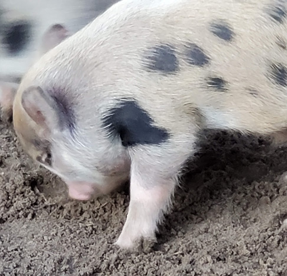 Miniature Juliana Pigs Sandlin Farms