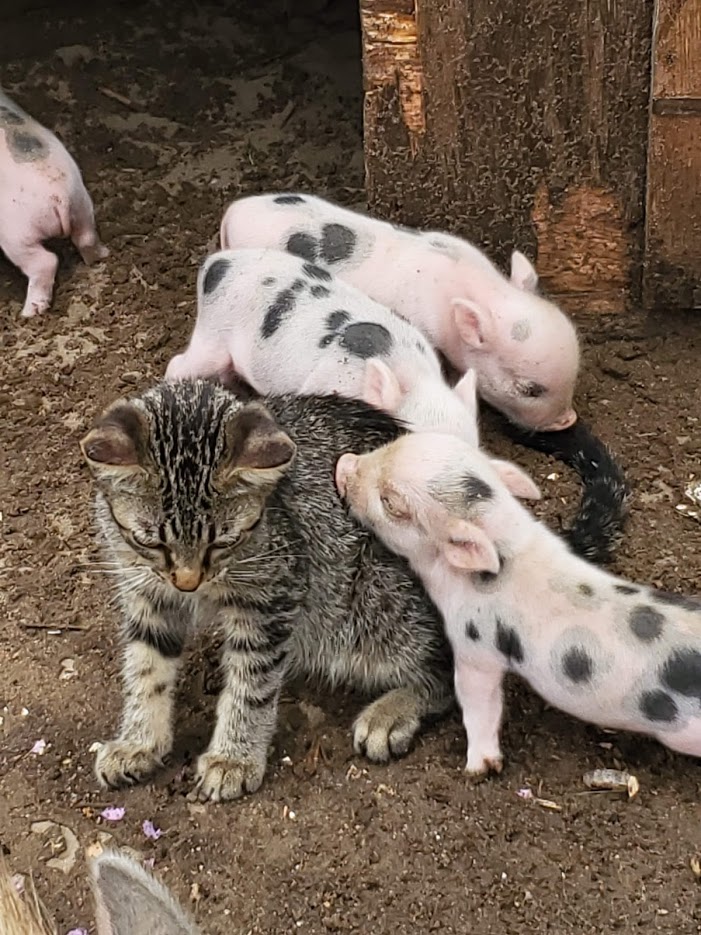Miniature Juliana Pigs Sandlin Farms