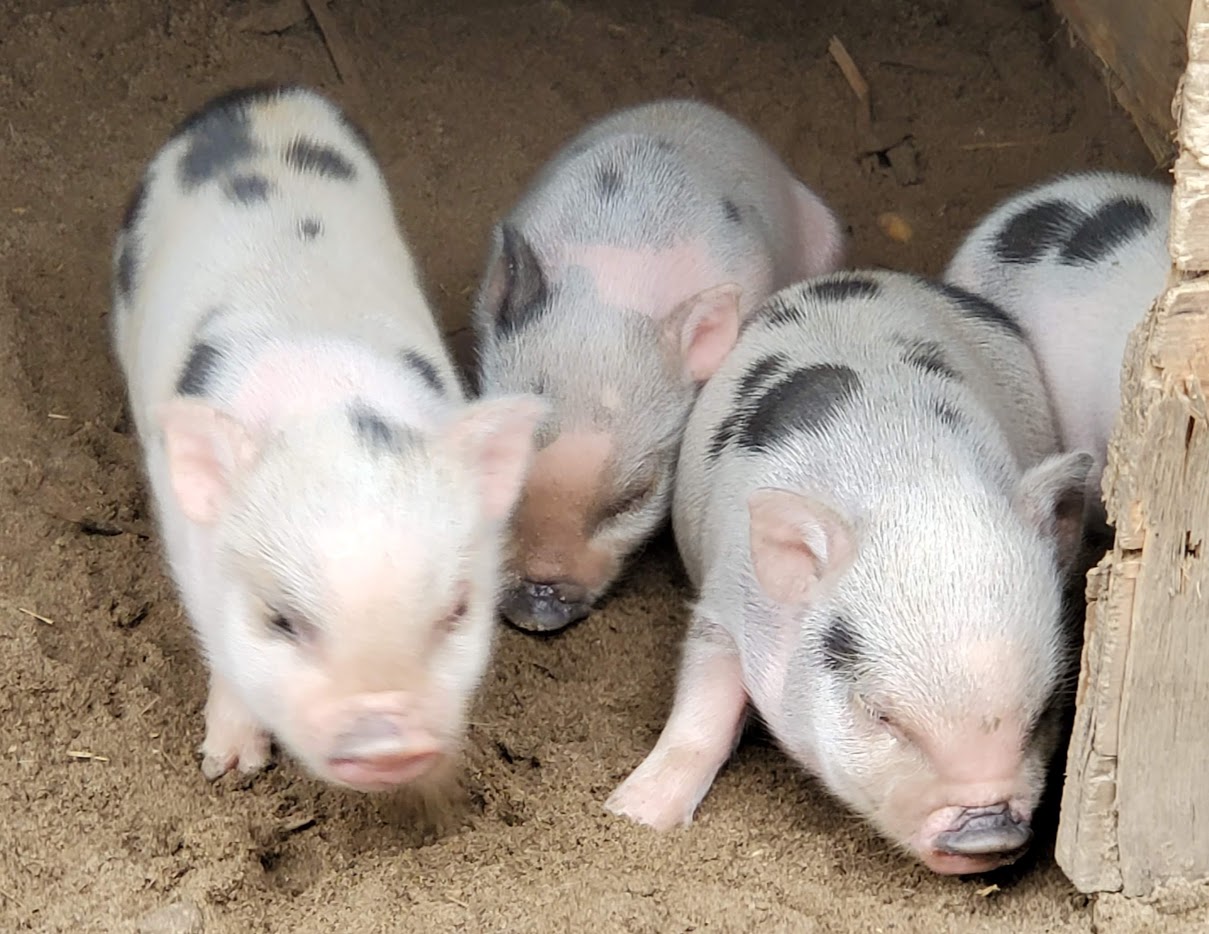 Miniature Juliana Pigs Sandlin Farms