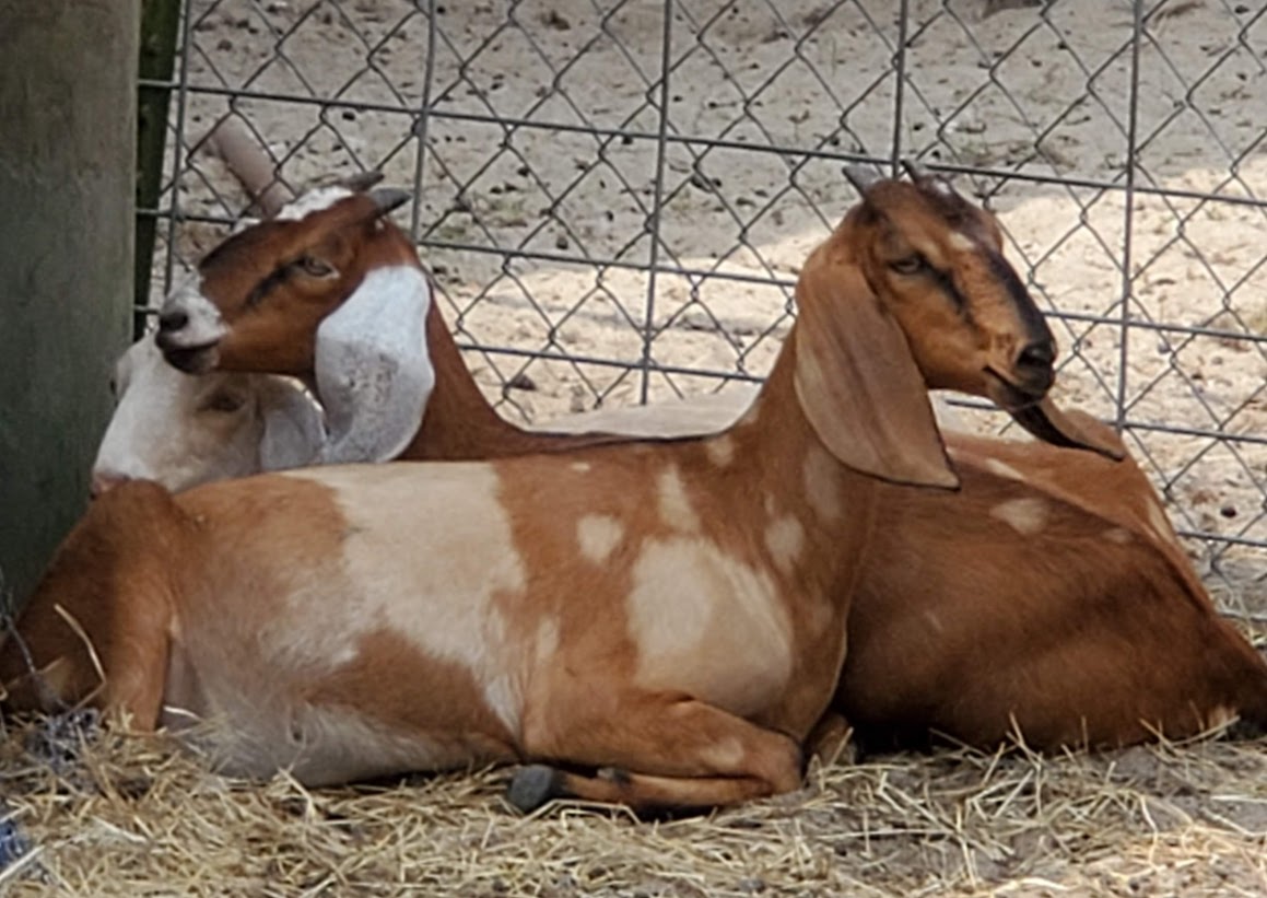 Nubian Goats Sandlin Farms