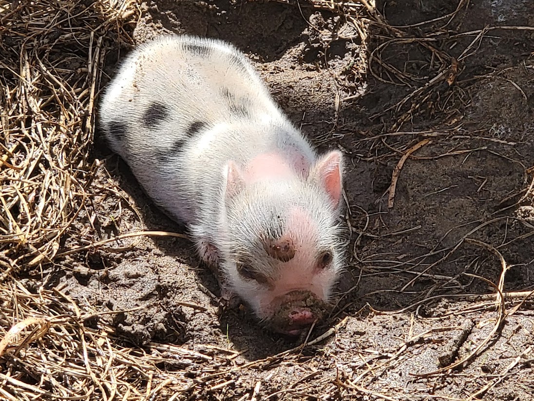 Miniature Juliana Pigs Sandlin Farms