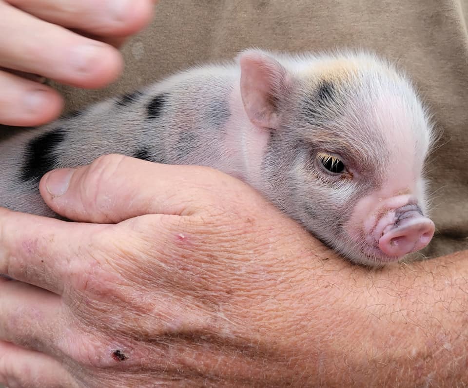 Miniature Juliana Pigs For Sale Sandlin Farms